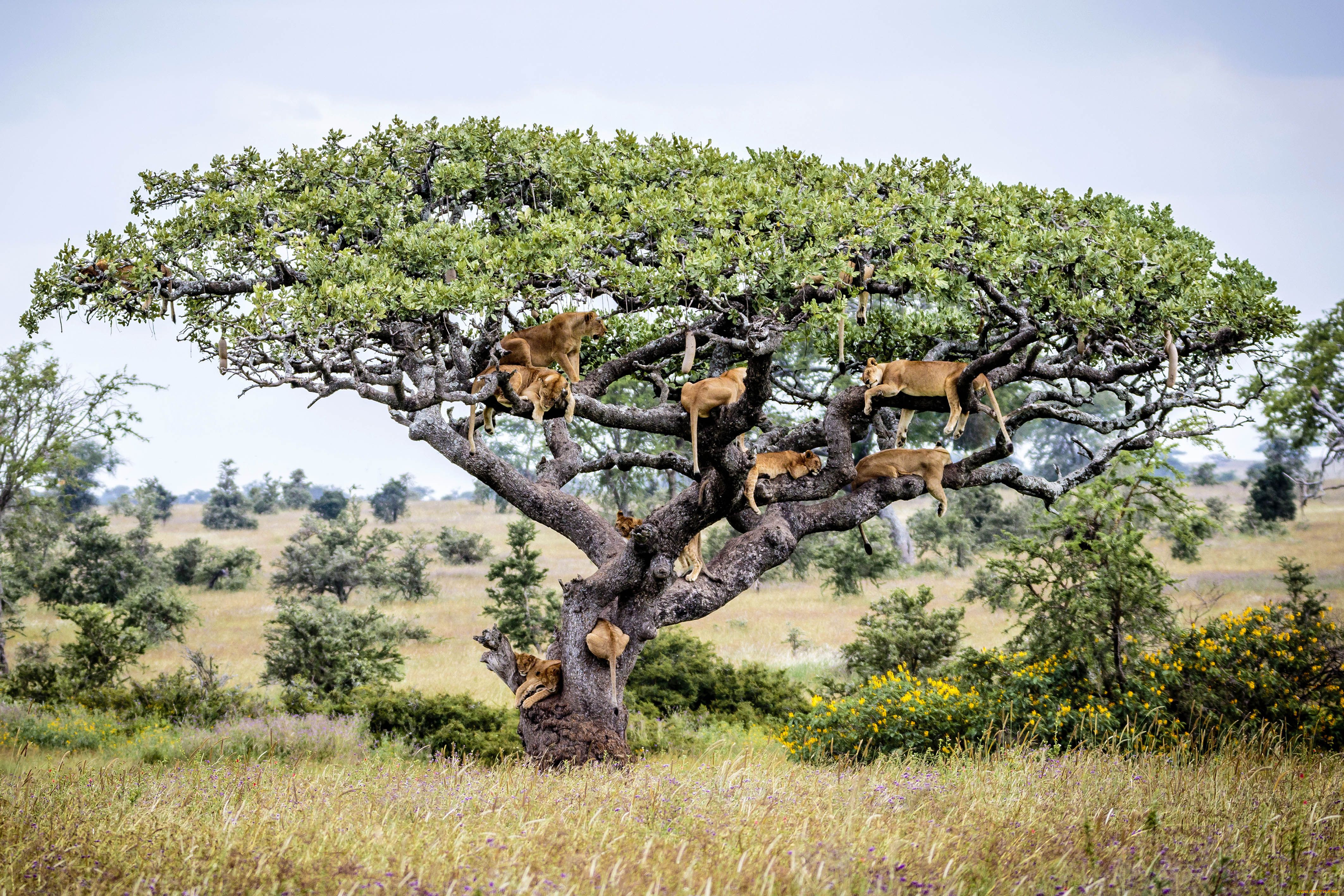 Лес где дерево на дереве стоит. Серенгети Танзания дерево львица. Баобаб Кения. Баобаб в саванне. Акация и баобаб.